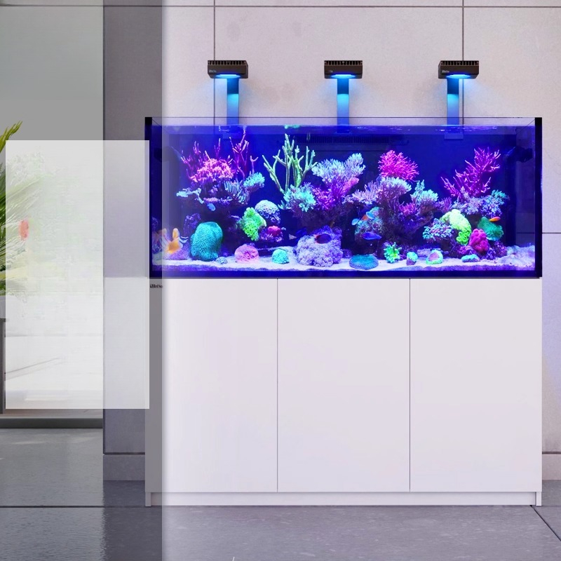 Aquarium Fish And Price - 2026 Hot Selling Wholesale Price New
