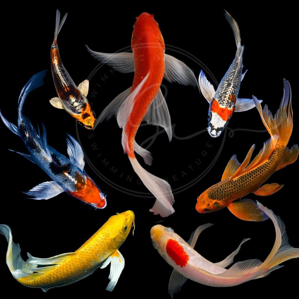 Assorted Colors Live Koi Fish  - Aquarium Fish Pond review and price