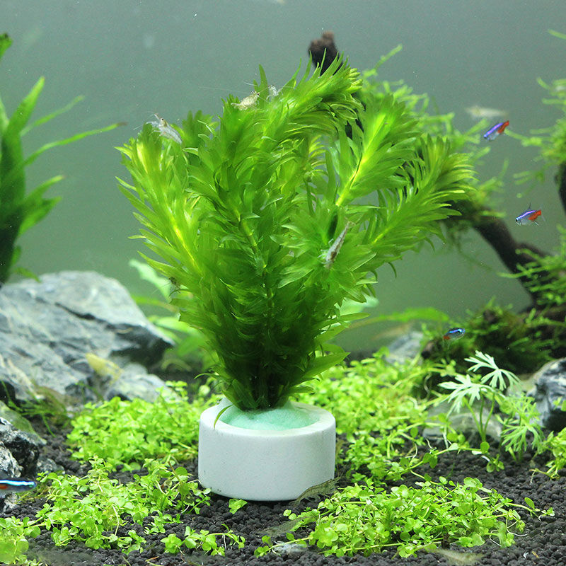 Aquarium Decoration Ceramic Ri - Aquarium Fish Pot review and price