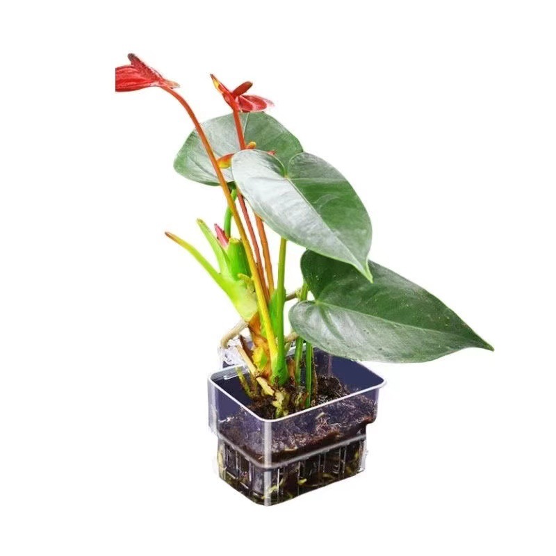Aquarium Hydroponic Planting B - Aquarium Fish Pot review and price